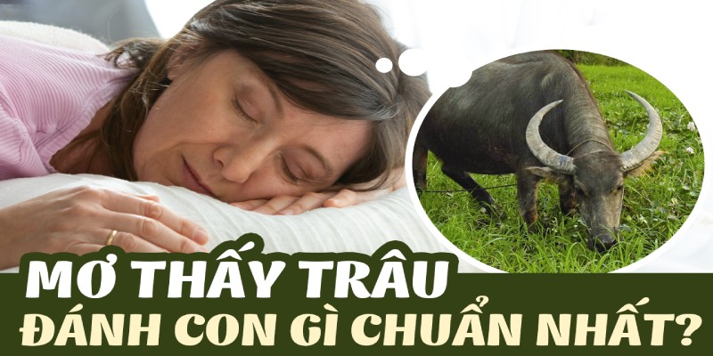 Sáng Tỏ Mơ Thấy Trâu Đánh Con Gì Nổ Lô Chắc Thắng?