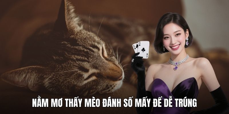 Nằm mơ thấy mèo đánh số mấy để dễ trúng