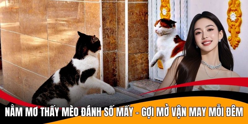 Nằm Mơ Thấy Mèo Đánh Số Mấy - Gợi Mở Vận May Mỗi Đêm
