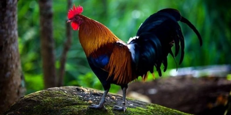 Âm thanh từ chiến kê là dấu hiệu tiết lộ khí chất của chúng