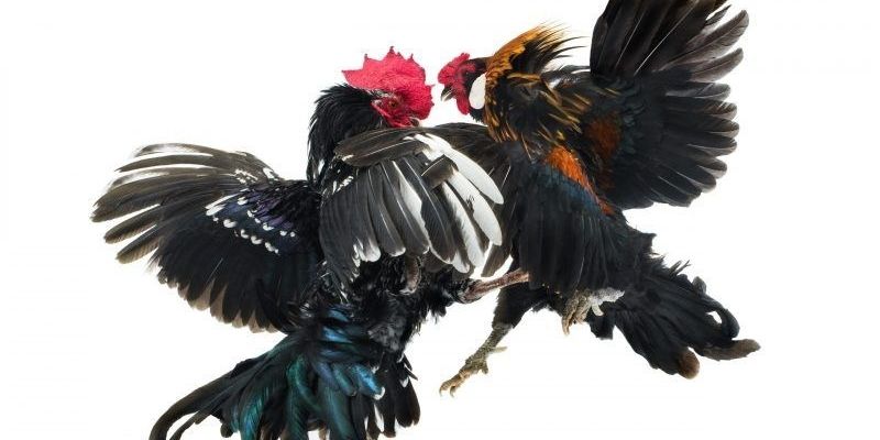 Cách làm nước cho gà đá hiệu quả nhất