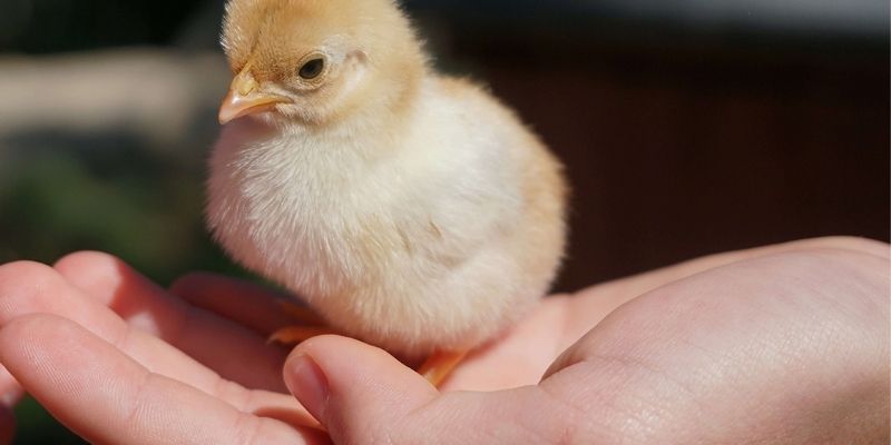 Chăm gà chọi nhất định phải tránh lỗi cơ bản