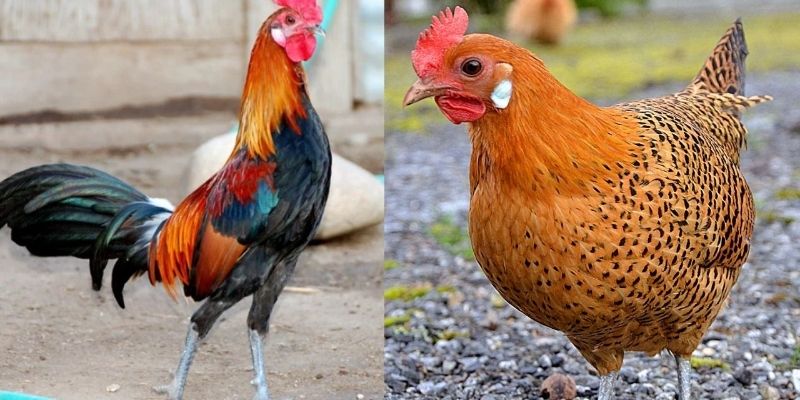 Chọn Gà Mái Chọi Chuẩn Đẹp Để Tạo Giống Con Tốt Nhất