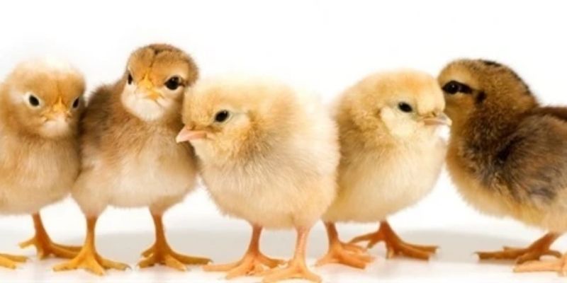 Chuẩn chỉnh trong từng giai đoạn để nuôi thần kê mạnh mẽ