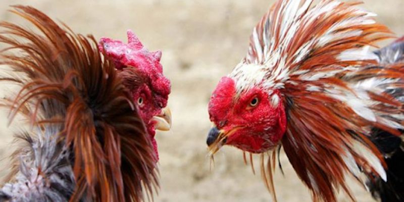 Giống kê kết hợp giữa truyền thống và tinh thần võ đạo