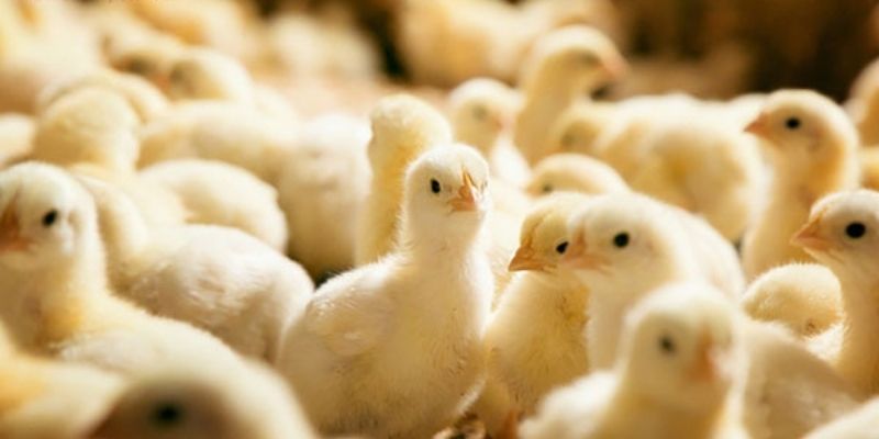 Học ngay kinh nghiệm huấn luyện gà chọi con cực đỉnh