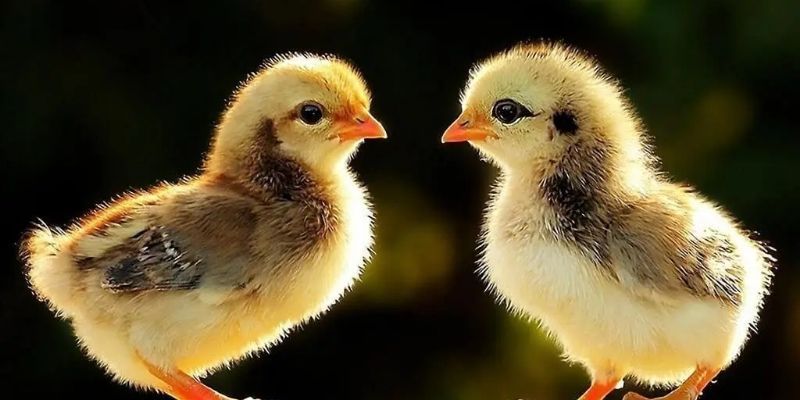 Huấn Luyện Gà Chọi Con Đúng Cách Từ Nhỏ Chuẩn Chỉnh