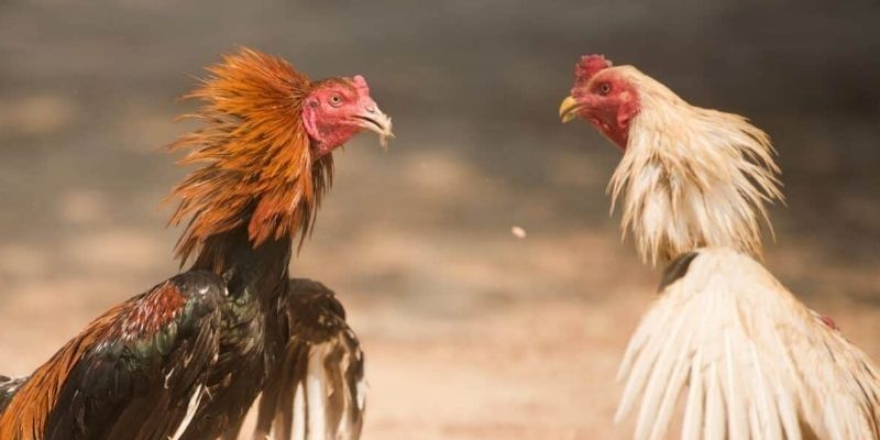 Huấn luyện tốt để phát huy phẩm chất linh kê