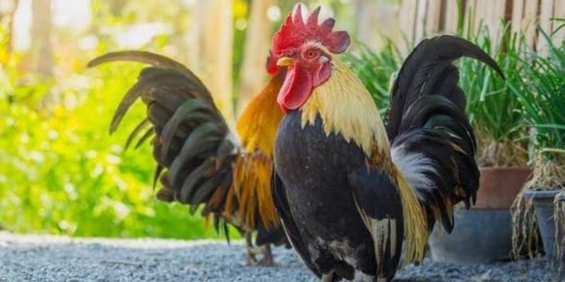 Kiểm chứng mẹo chọn gà qua tiếng gáy bằng thực chiến