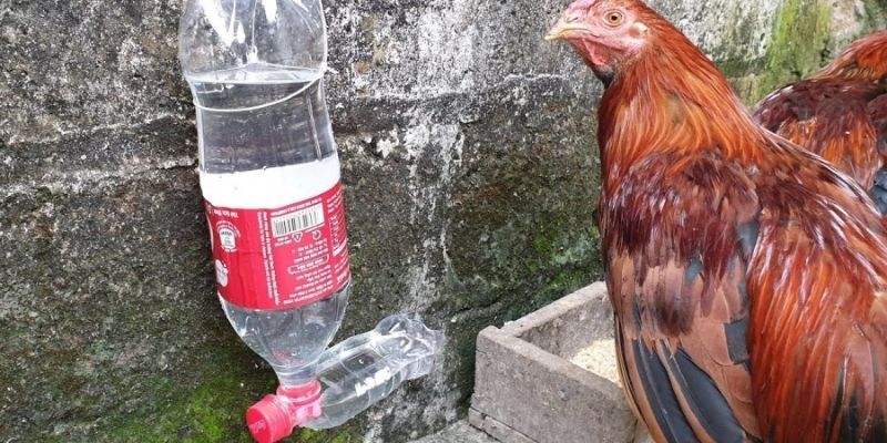 Làm Nước Cho Gà Đá - Cách Giảm Nhiệt Cho Chiến Kê Tốt