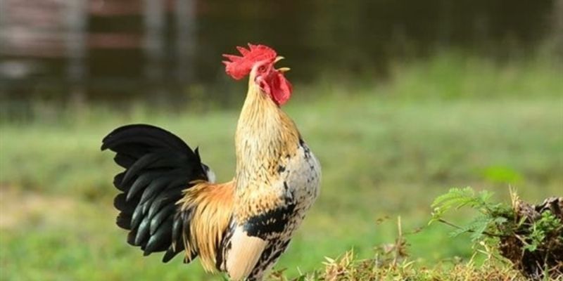 Mỗi âm sắc phát ra là kết quả của quá trình nuôi dưỡng gà