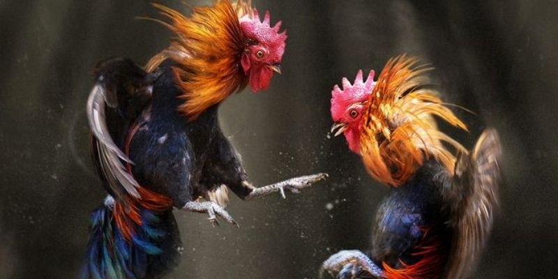 Một chiến kê đáng cược cần rèn luyện đầy đủ tố chất