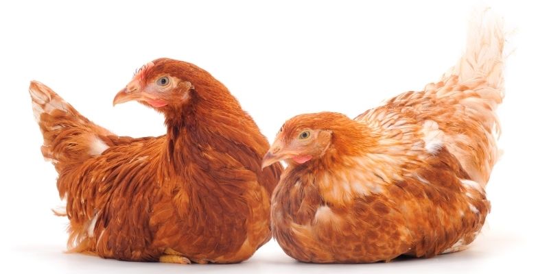 Tìm kiếm những giống kê thuần chủng