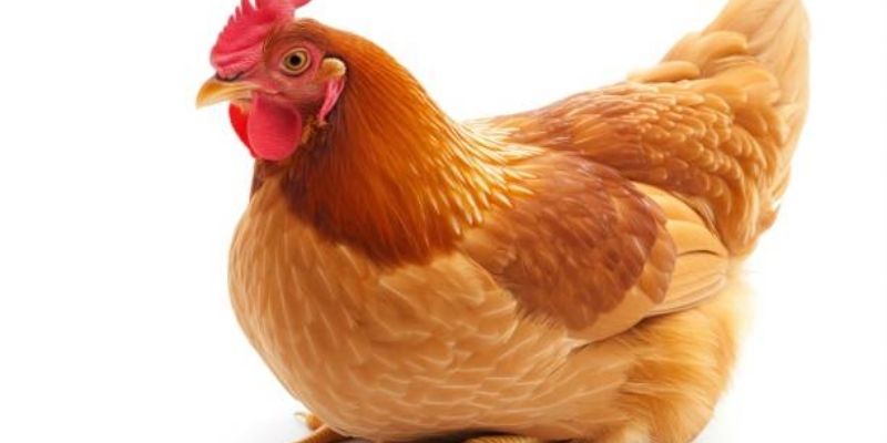 Ưu điểm khi tìm kiếm giống cái nòi để nuôi